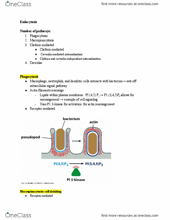 BIO 450 Lecture Notes - Lecture 4: Caveolin, Clathrin, Caveolae thumbnail
