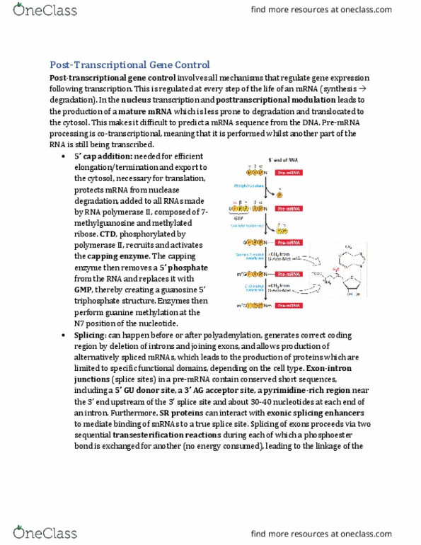 Biology 2581B Lecture Notes - Lecture 4: Alternative Splicing, Transesterification, Phosphodiester Bond thumbnail