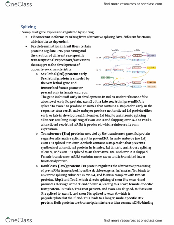 Biology 2581B Lecture Notes - Lecture 18: Exonic Splicing Enhancer, Alternative Splicing, Exon thumbnail