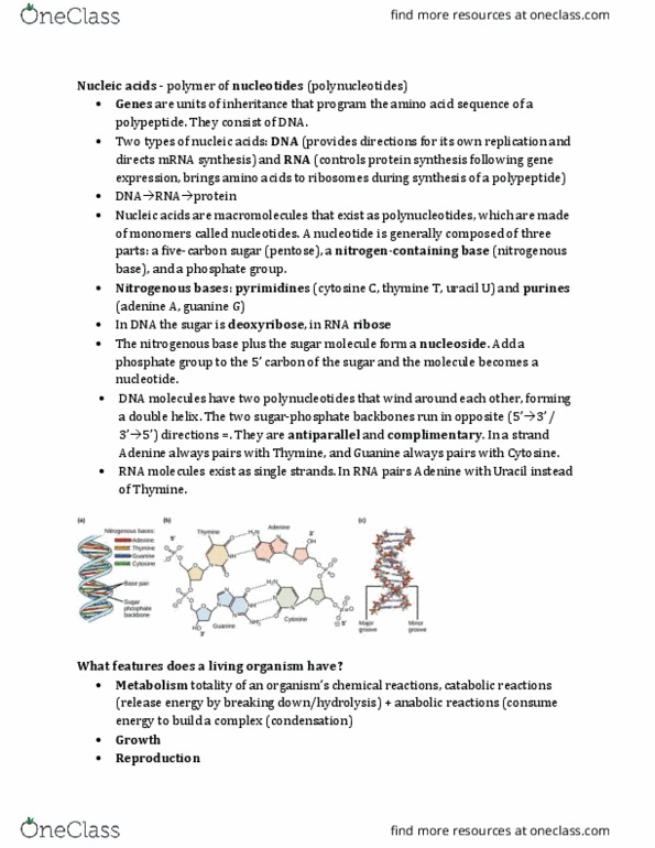 Biology 2581B Chapter Notes - Chapter 4: Nitrogenous Base, Uracil, Thymine thumbnail