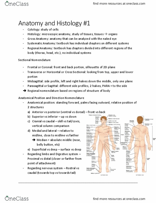 PHIL 2130 Lecture Notes - Lecture 7: Standard Anatomical Position, Sagittal Plane, Histology thumbnail
