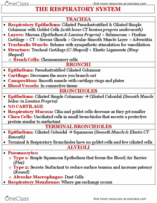 PHIL 2130 Lecture Notes - Lecture 10: Lamina Propria, Goblet Cell, Bronchiole thumbnail