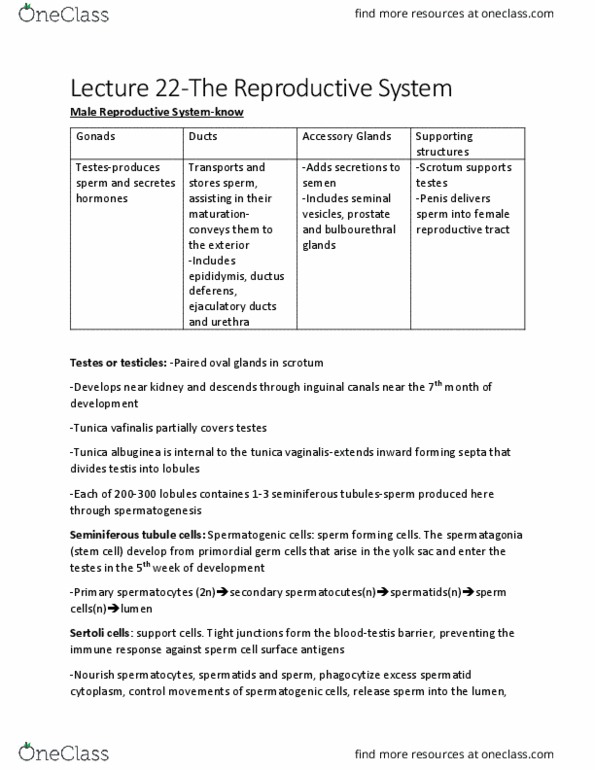 PHIL 2130 Lecture Notes - Lecture 28: Vas Deferens, Ejaculatory Duct, Yolk Sac thumbnail