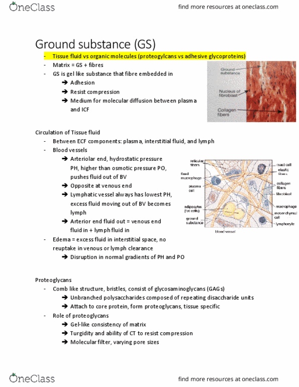 PHIL 2130 Lecture Notes - Lecture 27: Ground Substance, Lymphatic Vessel, Molecular Diffusion thumbnail