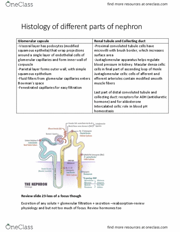 PHIL 2130 Lecture Notes - Lecture 30: Distal Convoluted Tubule, Proximal Tubule, Renal Function thumbnail