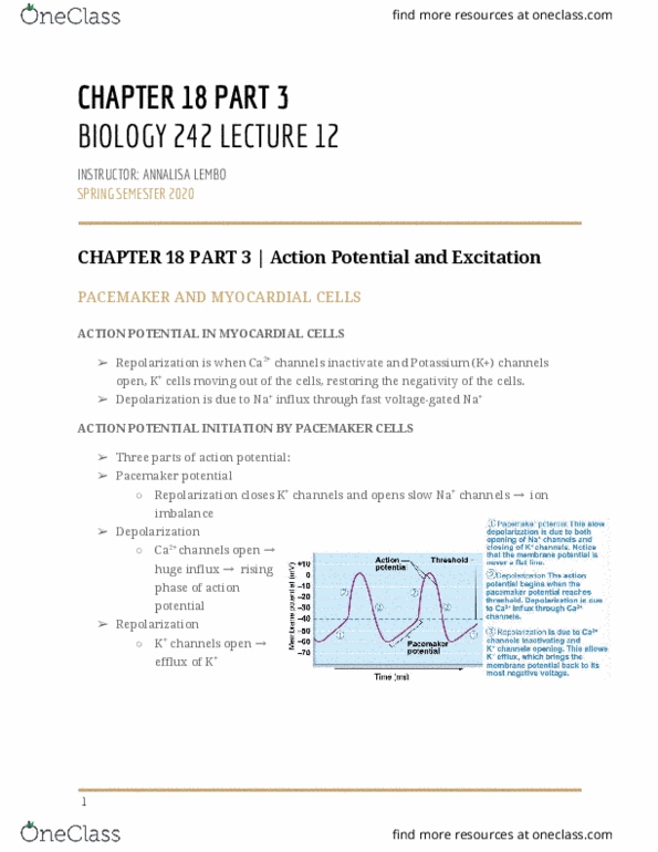 BIOL-242 Lecture Notes - Lecture 12: Action Potential, Pacemaker Potential, Vagus Nerve thumbnail