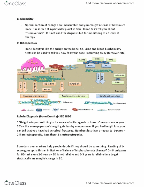 BIOL 2020 Chapter Notes - Chapter 3.2: Bisphosphonate, Bone Density, Ontario Health Insurance Plan thumbnail