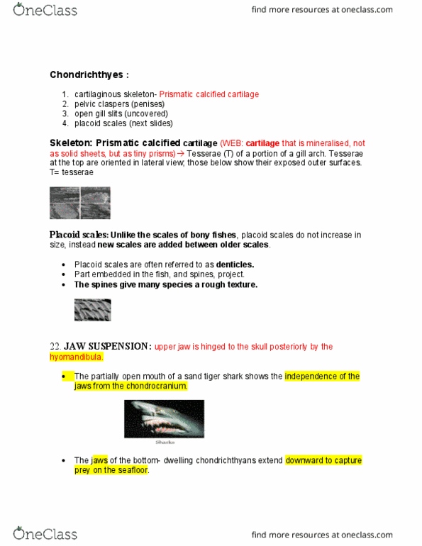 ZOOL 403 Lecture Notes - Lecture 10: Fish Scale, Tiger Shark, Branchial Arch thumbnail
