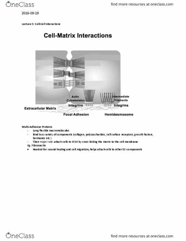 Physiology 3140A Lecture Notes - Lecture 5: Fibronectin, Cell Migration, Collagen thumbnail