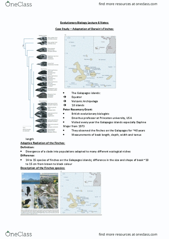 Biology 3593B Lecture Notes - Lecture 6: Darwin'S Finches, Daphne Major, Cytochrome B thumbnail