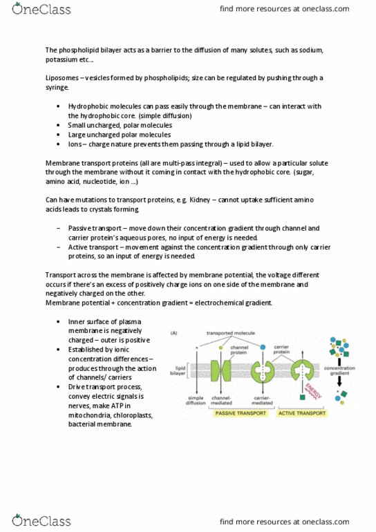 Biochemistry 2280A Lecture Notes - Lecture 21: Electrochemical Gradient, Lipid Bilayer, Potassium Channel thumbnail