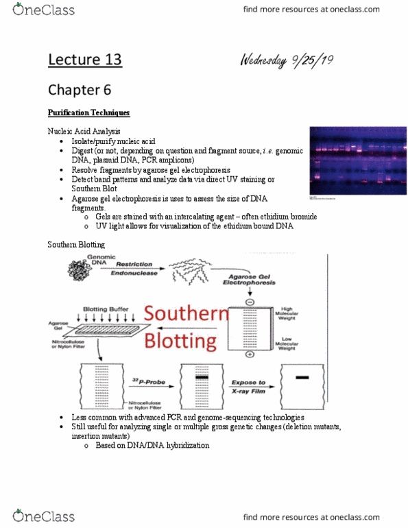 L41 BIOL 4810 Lecture Notes - Lecture 13: Ethidium Bromide, Southern Blot, Agarose thumbnail