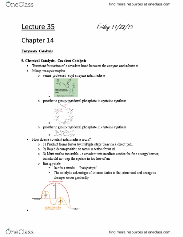 L41 BIOL 4810 Lecture Notes - Lecture 35: Covalent Bond, Cysteine, Enzyme thumbnail