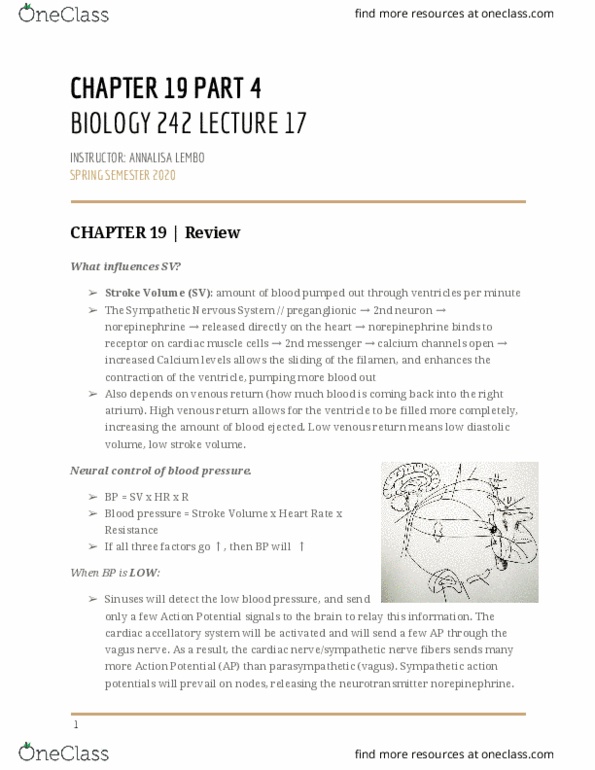 BIOL-242 Lecture Notes - Lecture 17: Vagus Nerve, Sympathetic Nervous System, Stroke Volume thumbnail