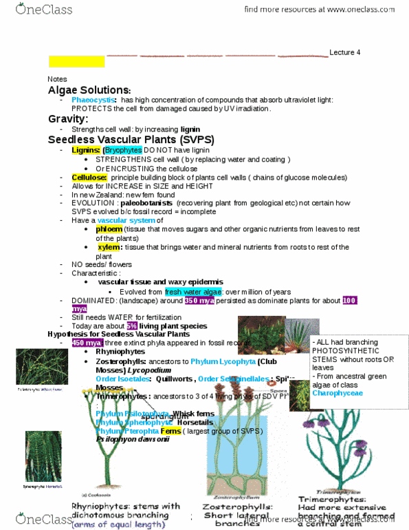 BIOL120 Lecture Notes - Lecture 4: Rachis, Microphyll, Lycopodiophyta thumbnail