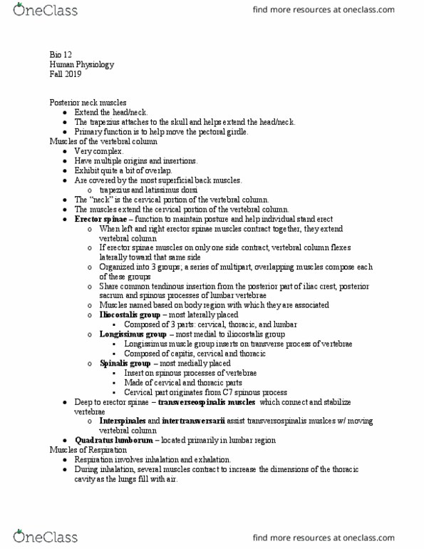 BIO 12D Lecture Notes - Lecture 15: Erector Spinae Muscles, Lumbar Vertebrae, Latissimus Dorsi Muscle thumbnail