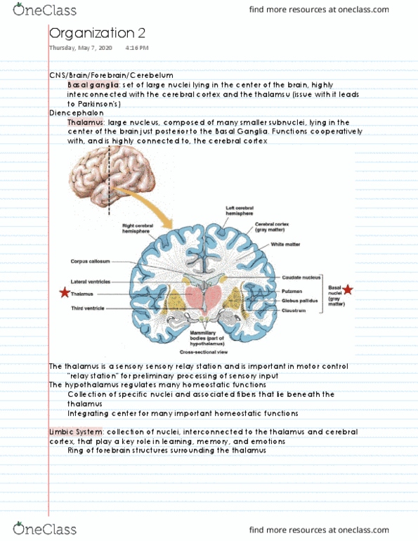 NPB 101 Lecture 25: Organization 2 thumbnail