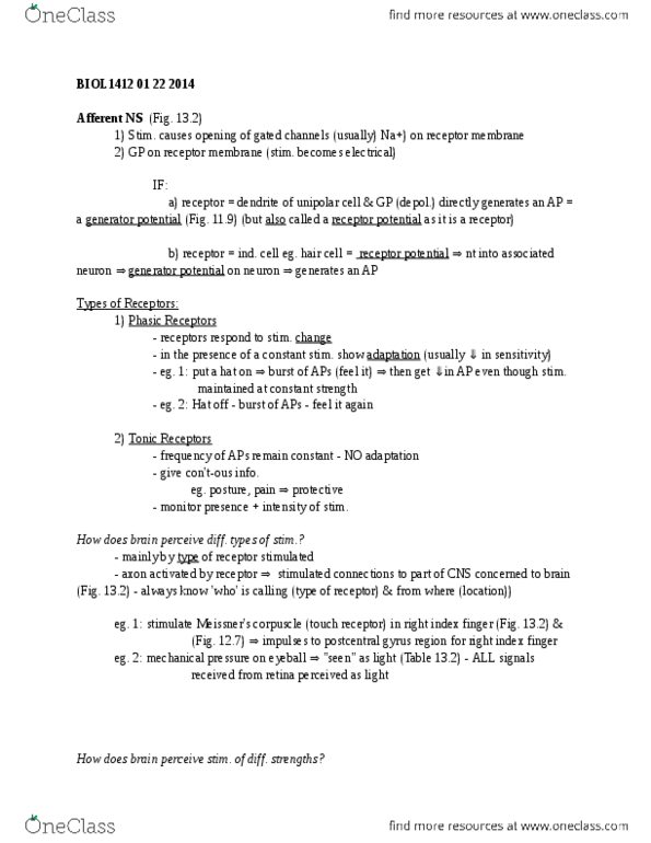 BIOL 1412 Lecture Notes - Saccule, Auditory Cortex, Occipital Lobe thumbnail