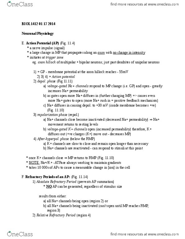 BIOL 1412 Lecture Notes - Axon Terminal, Axon Hillock, Membrane Potential thumbnail