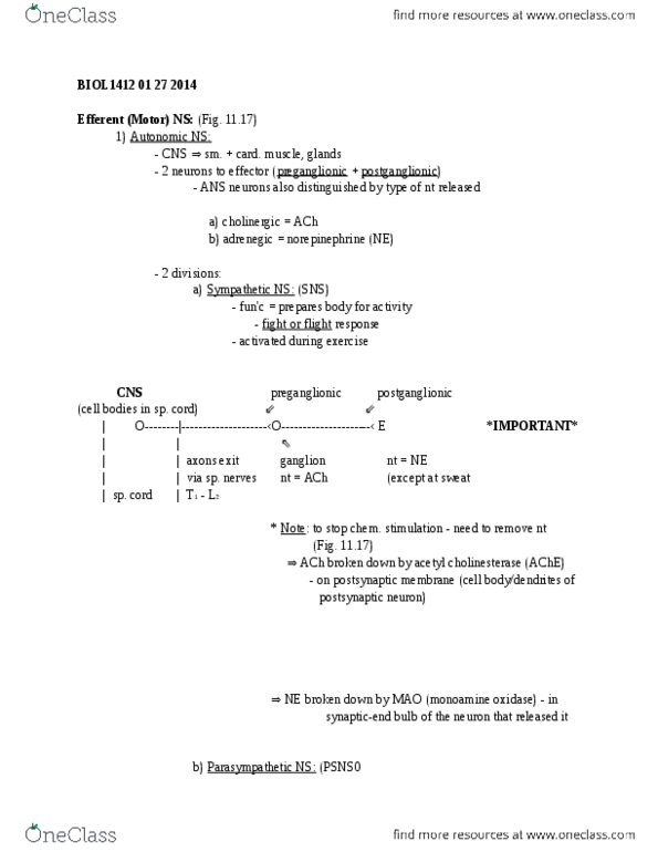 BIOL 1412 Lecture Notes - Medulla Oblongata, Proprioception, Muscle Spindle thumbnail