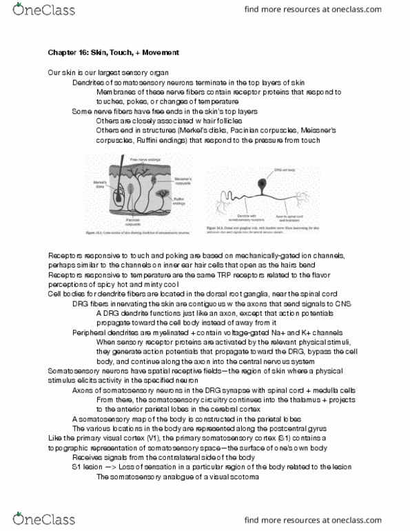 MCELLBI C61 Chapter Notes - Chapter 16: Visual Cortex, Lamellar Corpuscle, Dorsal Root Ganglion thumbnail