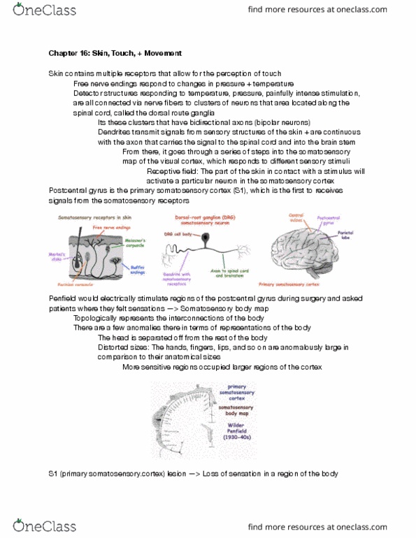 MCELLBI C61 Lecture Notes - Lecture 20: Visual Cortex, Brain Mapping, Brainstem thumbnail