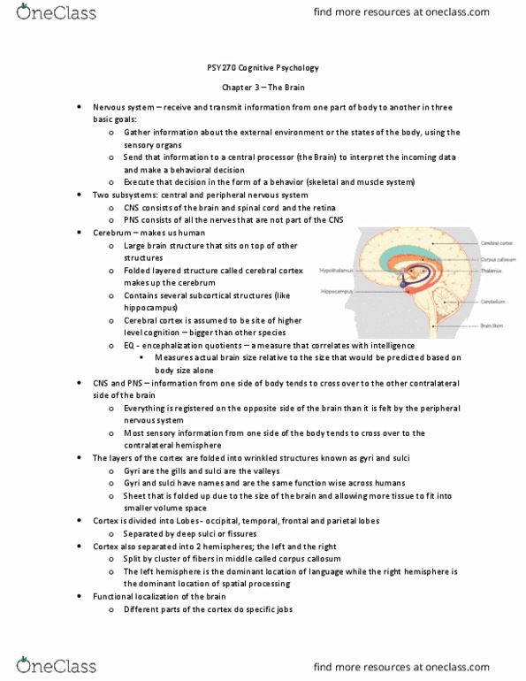 PSY270H5 Chapter Notes - Chapter 3: Peripheral Nervous System, Frontal Lobe, Gyrus thumbnail