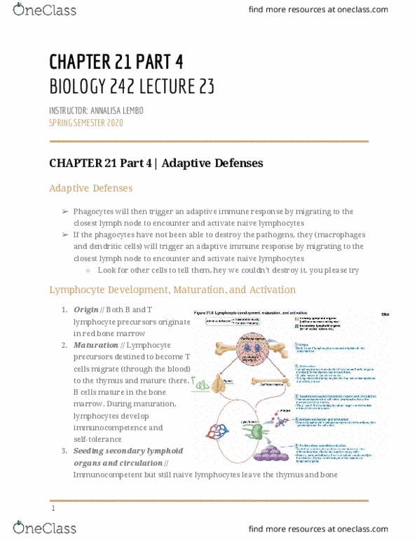 BIOL-242 Lecture Notes - Lecture 23: Lymphocyte, Lymph Node, Regulatory T Cell thumbnail