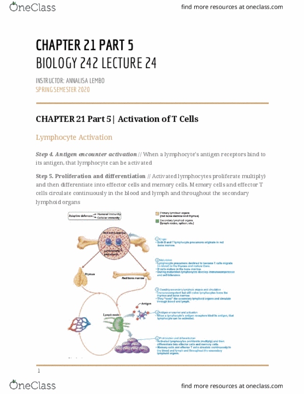 BIOL-242 Lecture Notes - Lecture 24: Macrophage, Cd86, Dendritic Cell thumbnail
