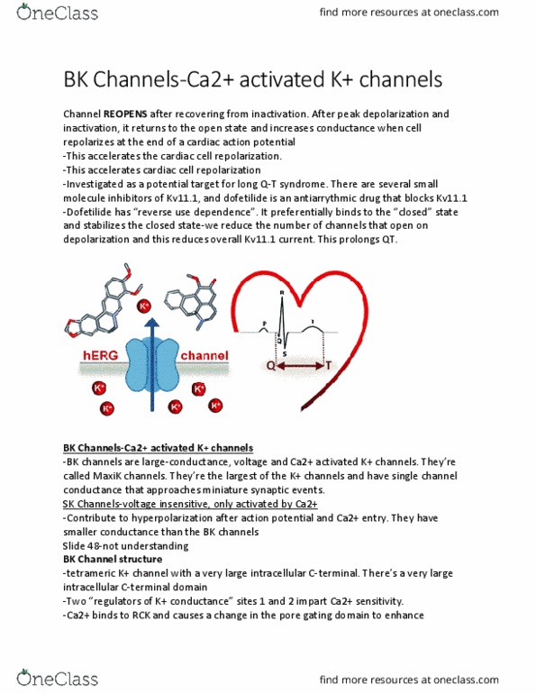 ADMS 3502 Lecture Notes - Lecture 48: Voltage-Dependent Calcium Channel, Bk Channel, Cardiac Action Potential thumbnail