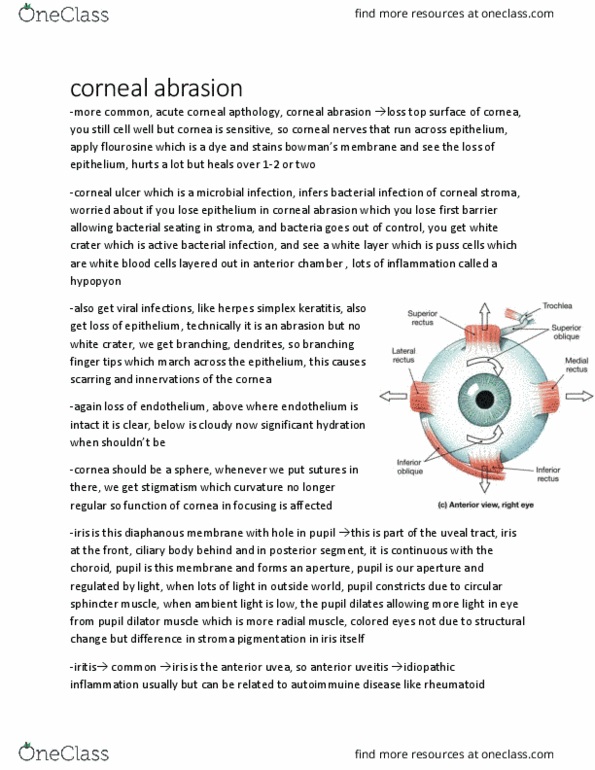 ADMS 3502 Chapter Notes - Chapter 3.3: Herpes Simplex Keratitis, Corneal Abrasion, Stroma Of Cornea thumbnail