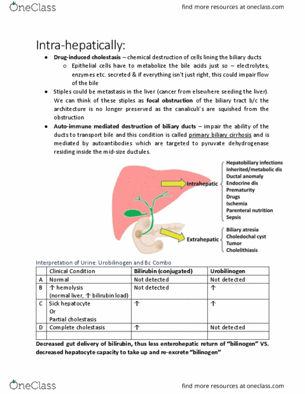 EECS 1022 Lecture Notes - Lecture 19: Primary Biliary Cirrhosis, Biliary Tract, Pyruvate Dehydrogenase thumbnail