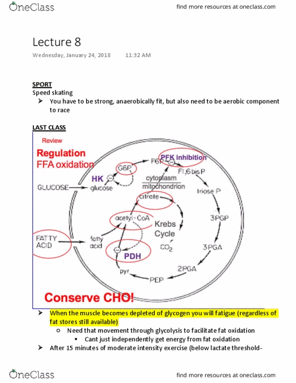 Psychology 2036A/B Lecture Notes - Lecture 8: Glycogen, Vapor Pressure, Pyruvic Acid thumbnail