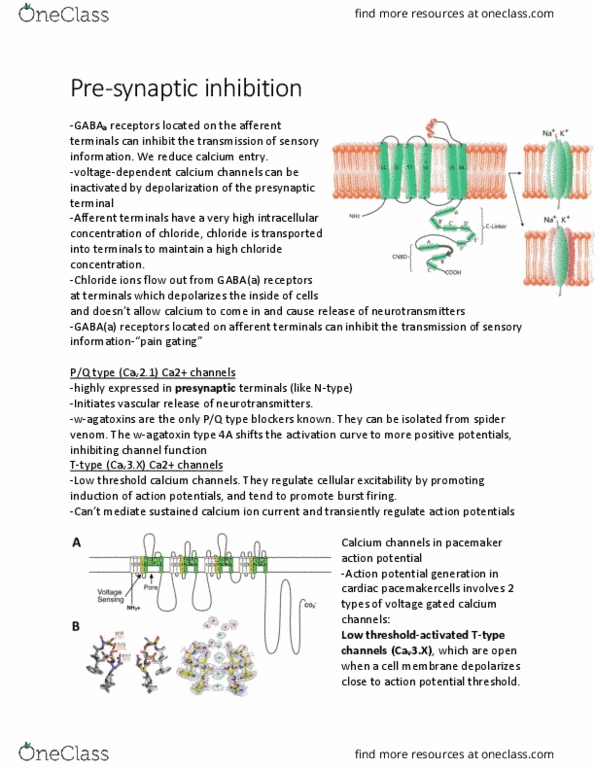 PHIL 2015 Chapter Notes - Chapter 5.0: Chemical Synapse, California State Route 1, Cyclic Nucleotide thumbnail
