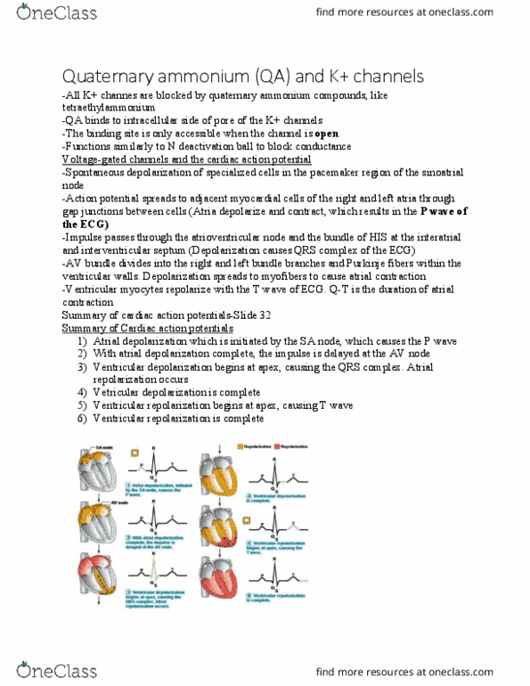 PHIL 2015 Chapter Notes - Chapter 5.8: Cardiac Action Potential, Sinoatrial Node, Interventricular Septum thumbnail
