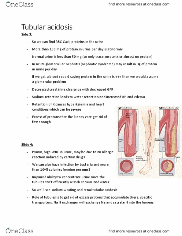 CRIM 2653 Chapter Notes - Chapter 10.6: Renal Tubular Acidosis, Renal Function, Pyuria thumbnail