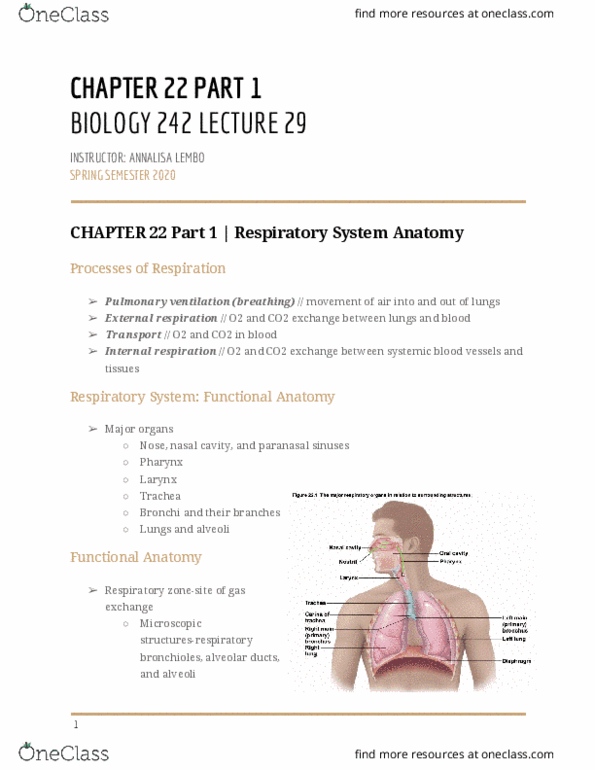 BIOL-242 Lecture Notes - Lecture 29: Paranasal Sinuses, Nasal Cavity, Bronchiole thumbnail