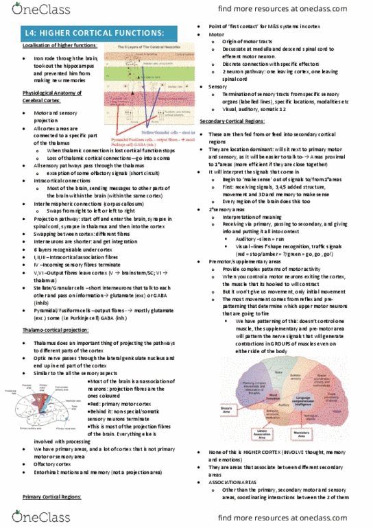 IMED3002 Lecture Notes - Lecture 4: Lateral Geniculate Nucleus, Motor Neuron, Purkinje Cell thumbnail