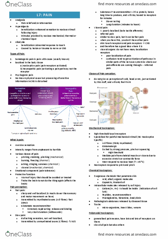 IMED3002 Lecture Notes - Lecture 7: Noxious Stimulus, Neuropathic Pain, Visceral Pain thumbnail