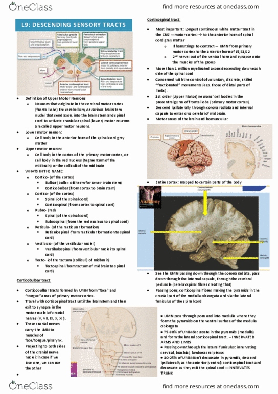 IMED3002 Lecture Notes - Lecture 9: Lateral Corticospinal Tract, Upper Motor Neuron, Corticobulbar Tract thumbnail