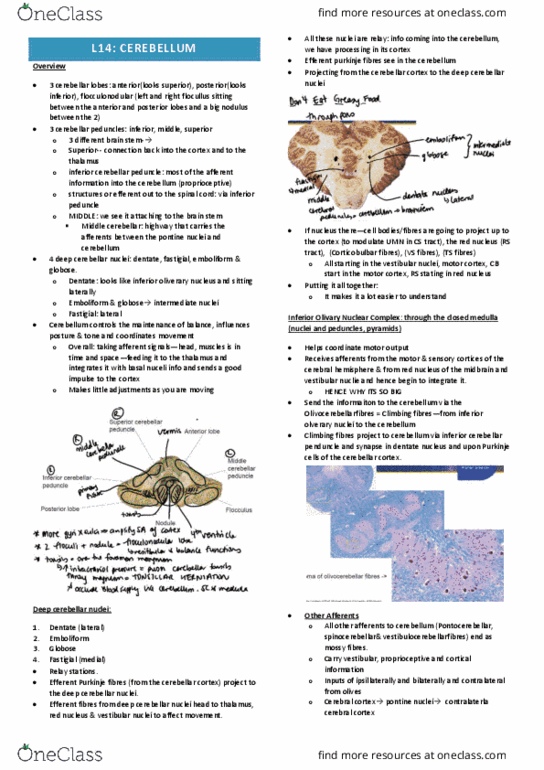 IMED3002 Lecture Notes - Lecture 14: Superior Cerebellar Peduncle, Cerebellar Peduncle, Pontine Nuclei thumbnail