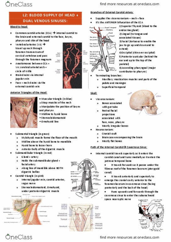 IMED3002 Lecture Notes - Lecture 2: Foramen Lacerum, Internal Jugular Vein, Cavernous Sinus thumbnail