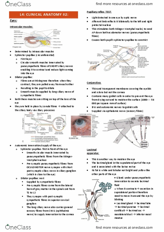 IMED3002 Lecture Notes - Lecture 4: Short Ciliary Nerves, Iris Sphincter Muscle, Nasal Meatus thumbnail