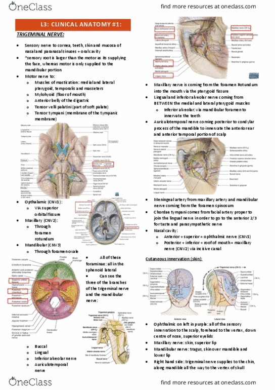 IMED3002 Lecture Notes - Lecture 1: Mandibular Foramen, Auriculotemporal Nerve, Tensor Tympani Muscle thumbnail