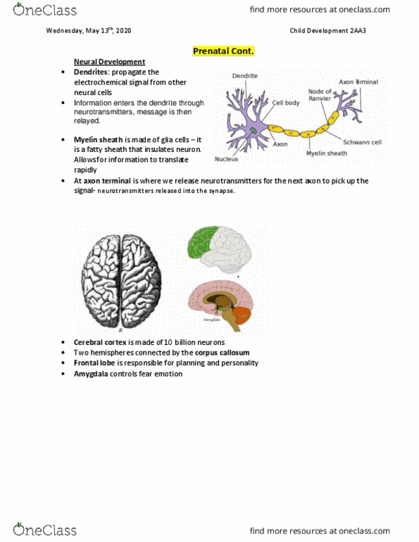 PSYCH 2AA3 Lecture Notes - Lecture 4: Myelin, Frontal Lobe, Axon Terminal thumbnail