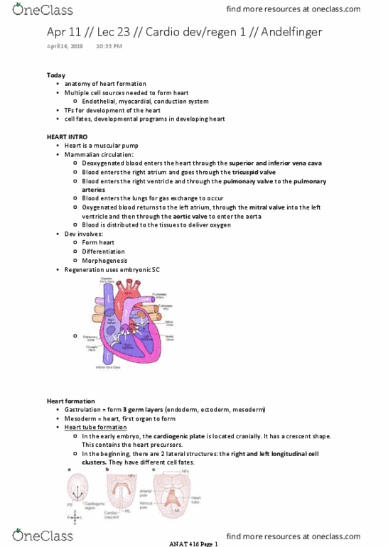 ANAT 416 Lecture Notes - Lecture 23: Tricuspid Valve, Aortic Valve, Pulmonary Valve thumbnail
