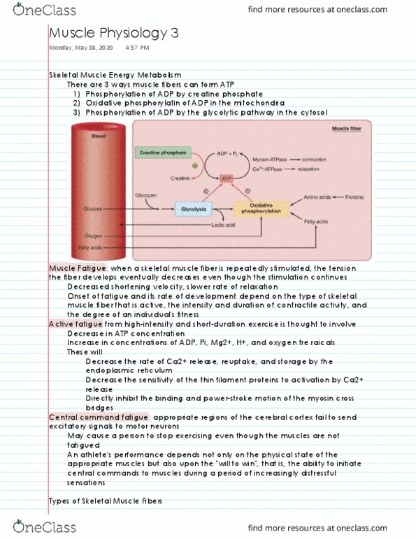 NPB 101 Lecture Notes - Lecture 31: Jhq Rheindahlen thumbnail