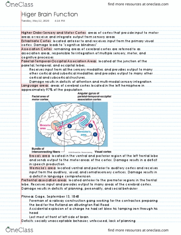 NPB 101 Lecture 28: Higher Brain Function thumbnail