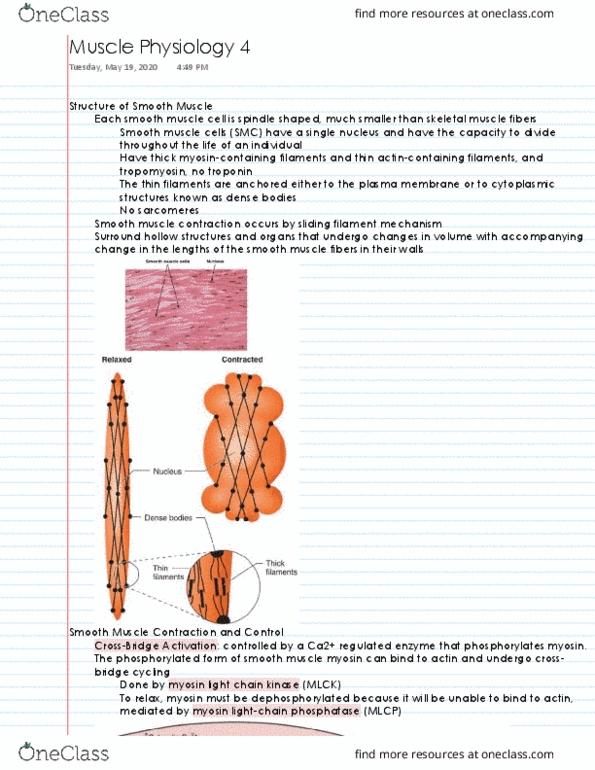 NPB 101 Lecture 32: Muscle Physiology 4 thumbnail