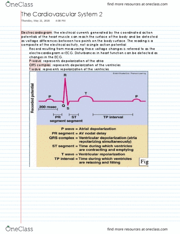 NPB 101 Lecture 34: The Cardovascular System 2 thumbnail